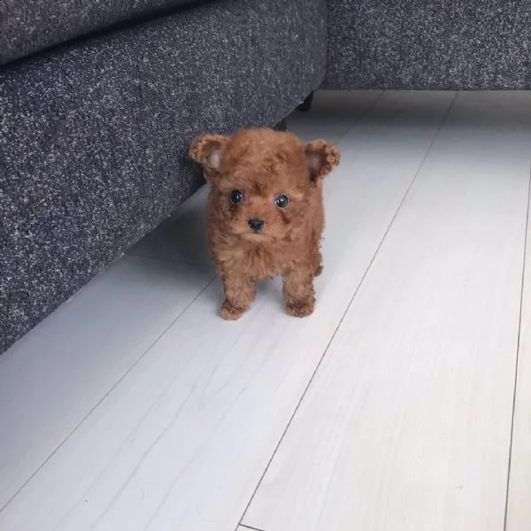 2regalo barboncino)) | Foto 0