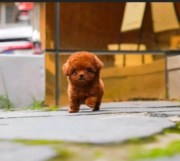 2regalo barboncino(( | Foto 0