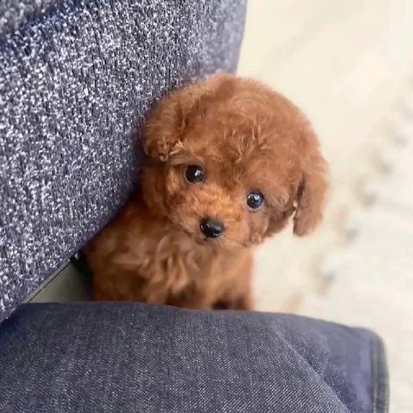 2regalo barboncino{}