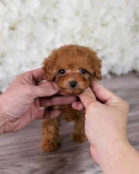 2regalo barboncino# | Foto 0