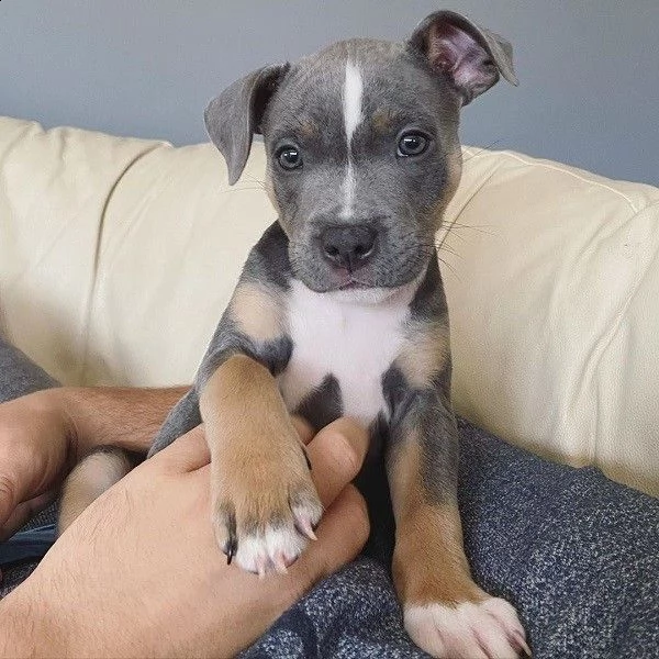 cuccioli di pitbull in adozione | Foto 0