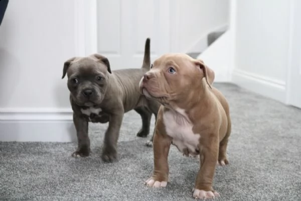 cuccioli di pitbull maschi e femmine per gli amanti degli animali domestici