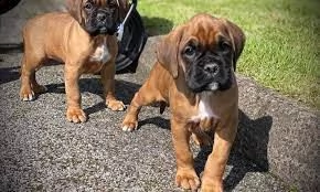 simpatici cuccioli di boxer | Foto 0