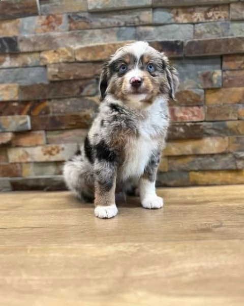 disponibili cuccioli di pastore australiano per adozione