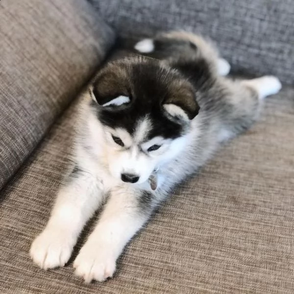 regalo cuccioli siberian husky  maschio e femmina