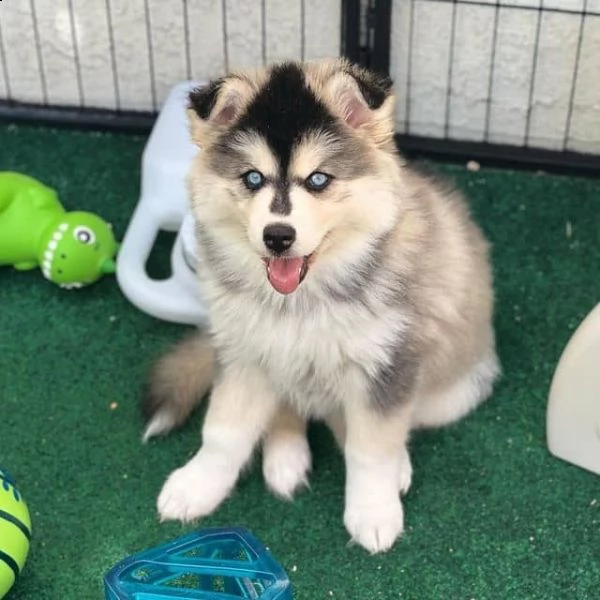 regalo pomsky cuccioli meravigliosi ! 