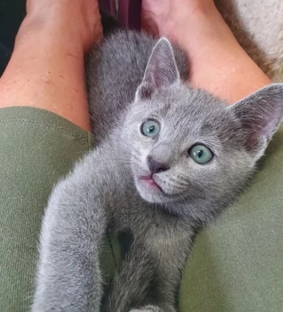 blue di russia maschio e femmina