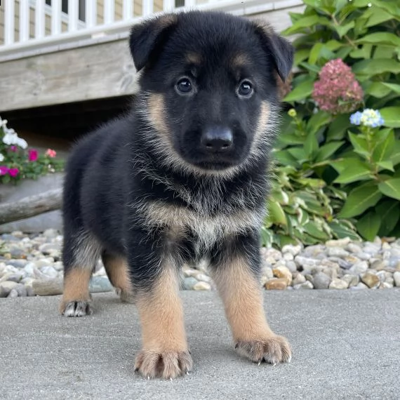 regalo cuccioli pastore tedesco