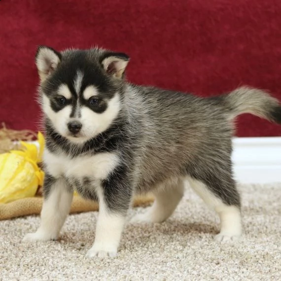 regalo cuccioli di pomsky | Foto 0