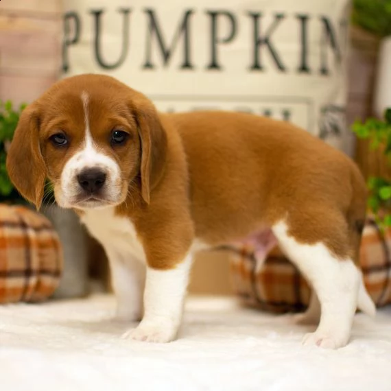  regalo cuccioli dolce e bella beagle
