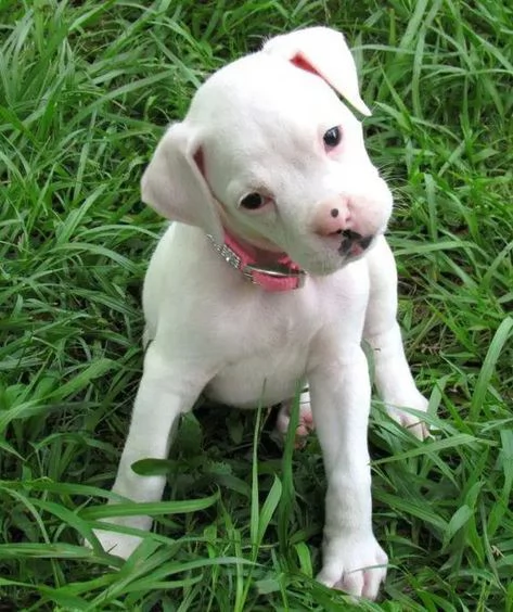 regalo cuccioli boxer cuccioli boxer maschio e femmina disponibile