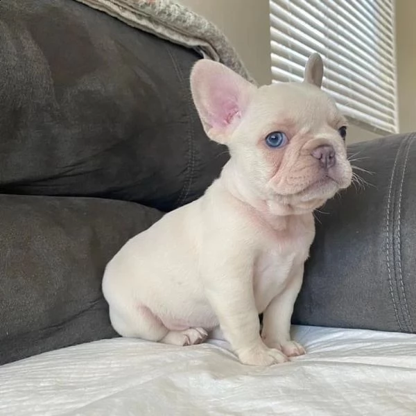 french bulldog puppies available.