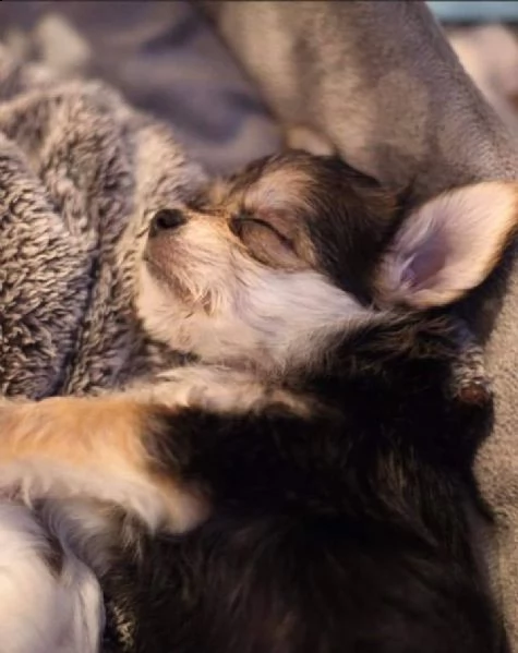 teacup yorkie puppies for adoption the puppies are currently on all shots and paperwork's