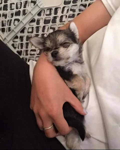 teacup yorkie puppies for adoption the puppies are currently on all shots and paperwork's | Foto 0