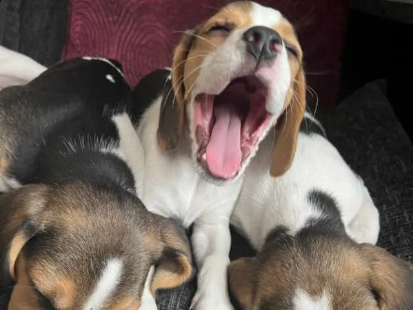 cuccioli di beagle  | Foto 0