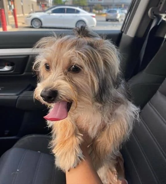 regalo yorkipoo cuccioli meravigliosi ! 