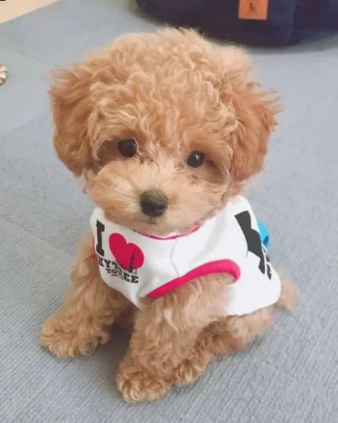 regalo barboncino cuccioli