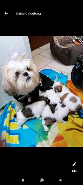 cut adorable shih tzu puppies for free adoption
