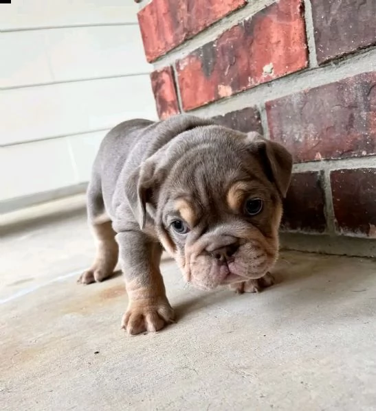 in vendita casella di posta se interessati | Foto 1