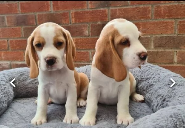 regalo cuccioli di beagle