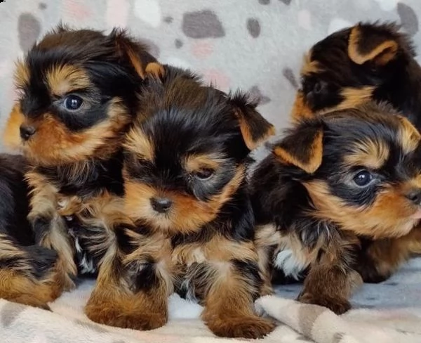 bellissimi cuccioli di yorkie maschi e femmine 
