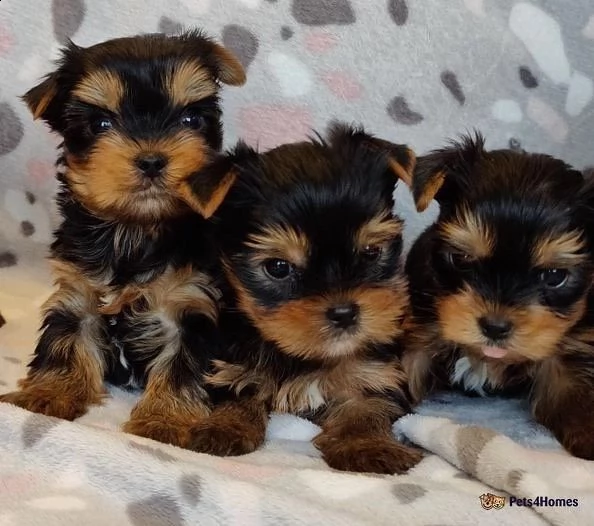 bellissimi cuccioli di yorkie maschi e femmine  | Foto 3