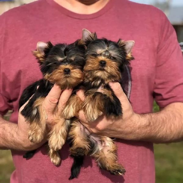bellissimi cuccioli di yorkie maschi e femmine  | Foto 2