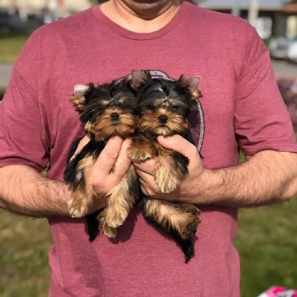 bellissimi cuccioli di yorkie maschi e femmine  | Foto 1