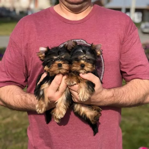 bellissimi cuccioli di yorkie maschi e femmine  | Foto 0