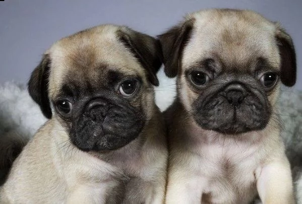 regalo da volontario..