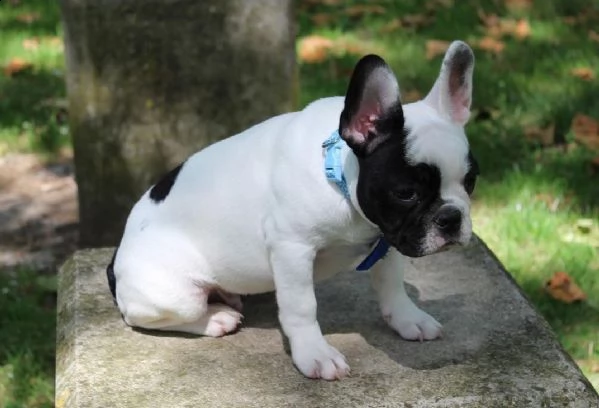 cuccioli di bulldog francese  | Foto 0