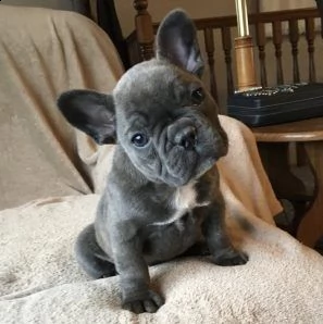 cuccioli di bulldog francese 