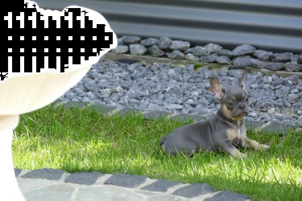 cuccioli bulldog bouledogue francese | Foto 6