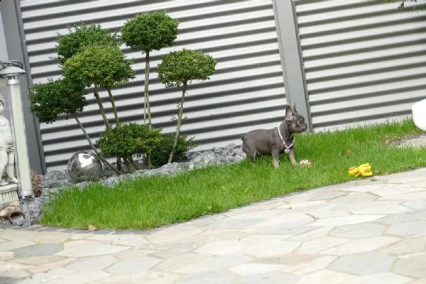 cuccioli bulldog bouledogue francese | Foto 0