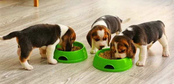 adorabili cuccioli di beagle in adozione