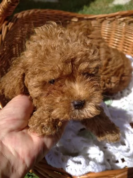 disponibile barboncino toy regalo/////////