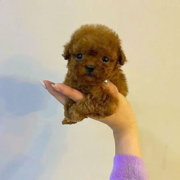 ((((((((regalo barboncino mini toy disponibile)))))))