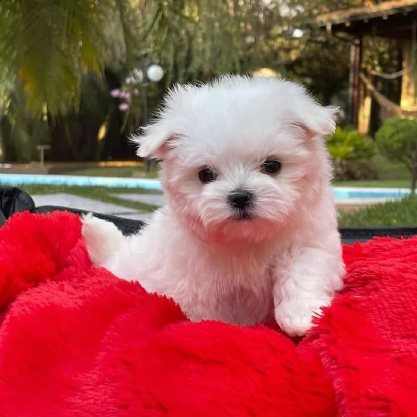 cuccioli di maltese disponibili