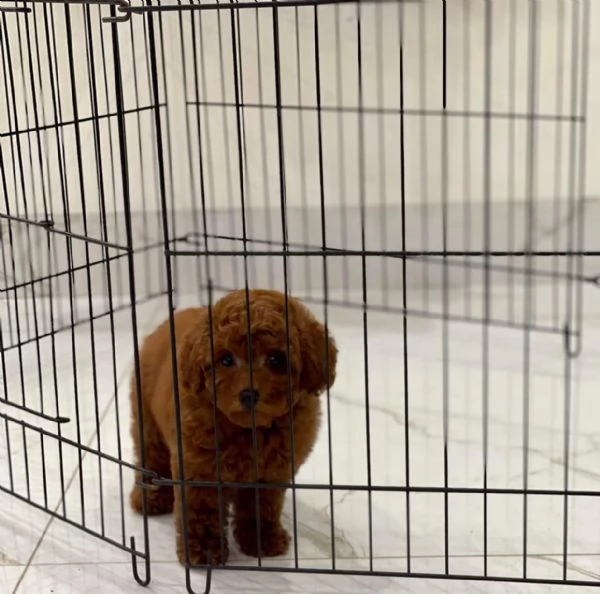 cuccioli barboncino nano albicocca | Foto 0