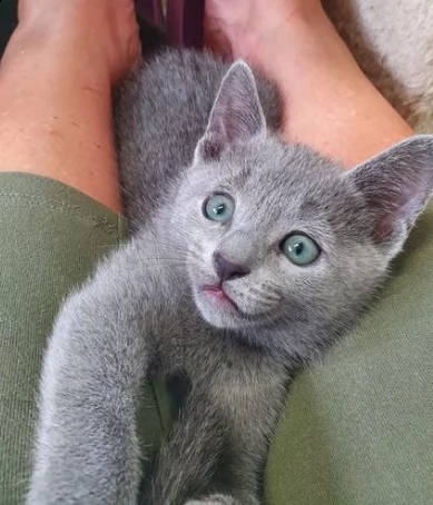 cuccioli di blue di russia