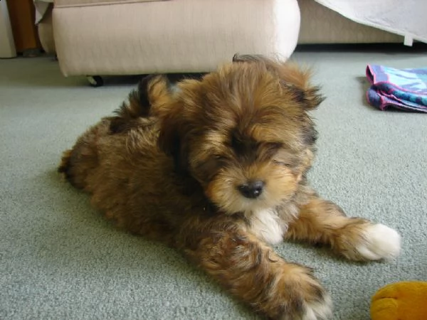 disponibile cuccioli di lhasa apso