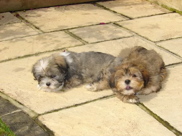 disponibile cuccioli di lhasa apso | Foto 0