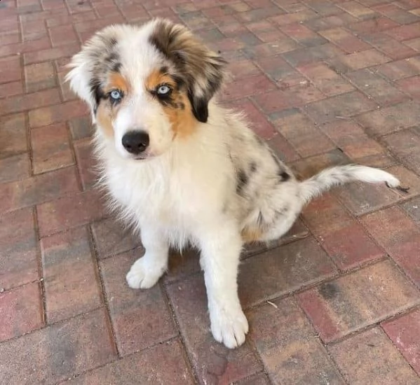 disponibili cuccioli di pastore australiano per adozione