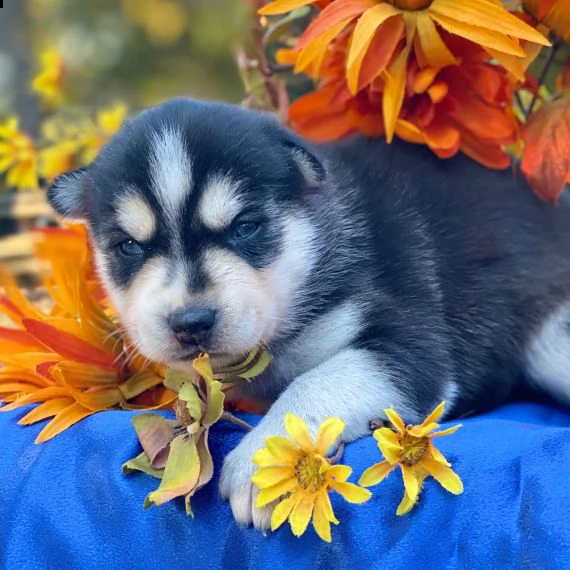 regalo cuccioli di pomsky