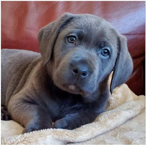 bello labrador , maschio e femmina, in regalo