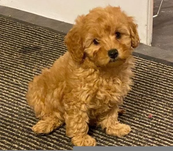 cuccioli di barboncini taglia piccola!!!!