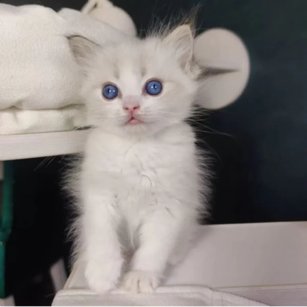  gatto ragdoll pagamento rateizzabile th