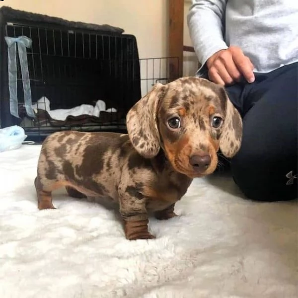 regalo adorabili cuccioli  bassotto femminucce e maschietti disponibili