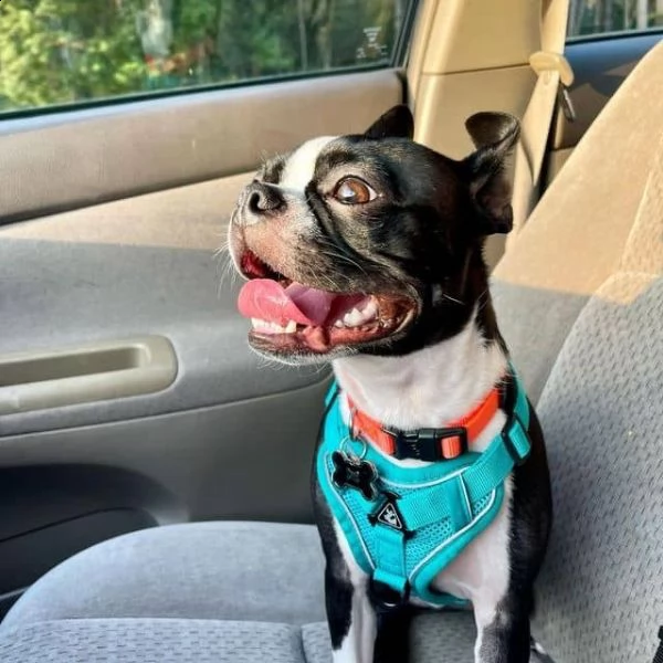 regalo boston terrier meravigliosi ! 