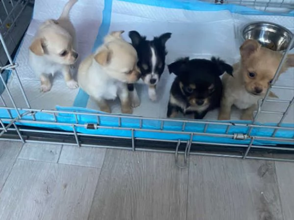 cuccioli di chihuahua in miniatura | Foto 2